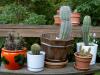 All my cactuses 2006-07-10