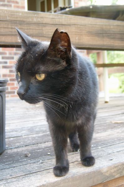 Kitty looking at something