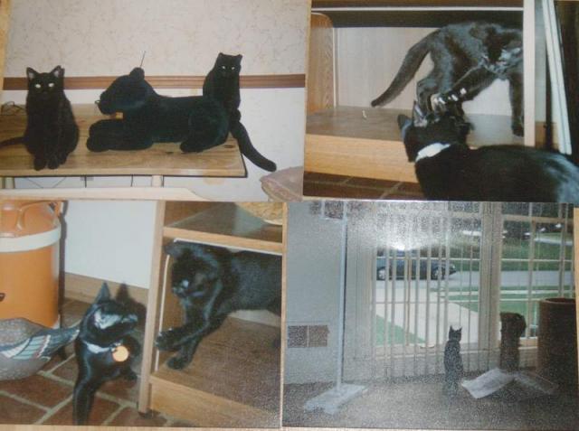 Old Tom Pics Old Tom Pics