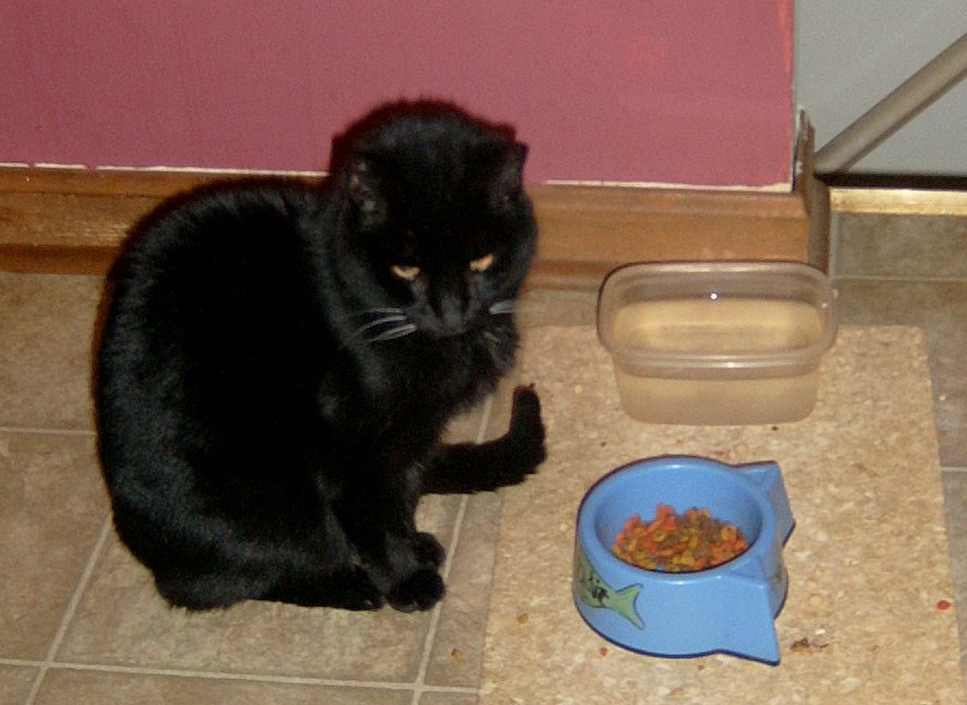My poor kitty My poor kitty